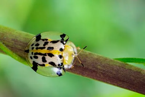 Image of Spotted Tortoise Beetle (Aspidomorpha millaris) on branches. Insect  Stock Photos