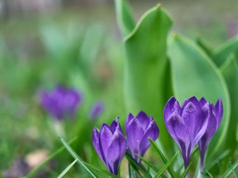 Image of spring crocuses. Stock Photos
