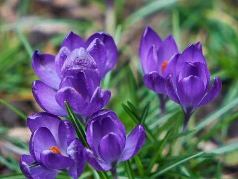 Image of spring crocuses. Stock Photos
