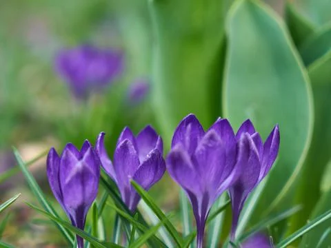 Image of spring crocuses. Stock Photos