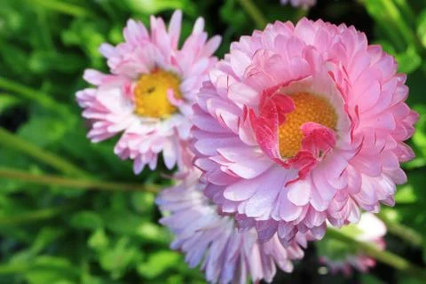 Image of spring flowers. Wild asters. Stock Photos