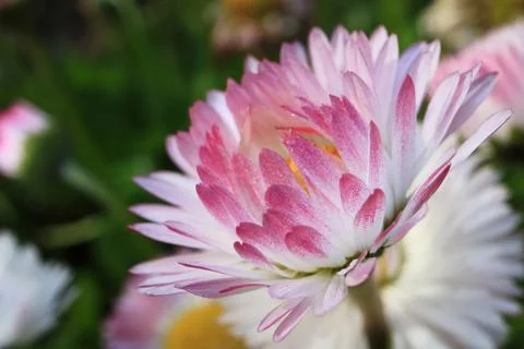 Image of spring flowers. Wild asters. Stock Photos