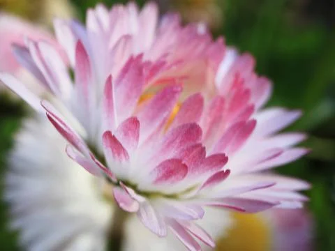 Image of spring flowers. Wild asters. Stock Photos