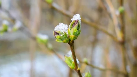 Image of spring Stock Footage 128800231