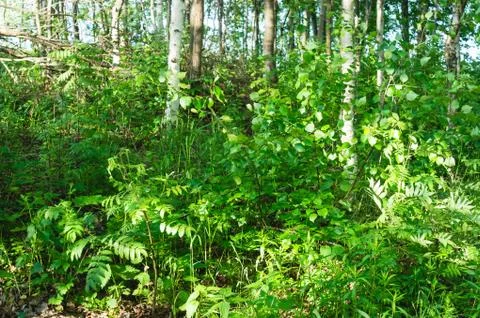 Image of spring time Stock Photos