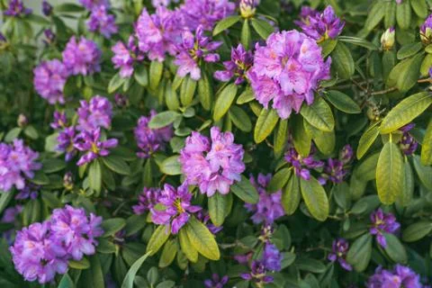 Image of spring violet flowers on green bush. Stock Photos