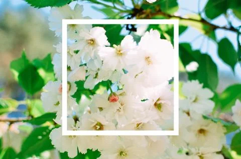 Image of spring white cherry blossoms tree with white frame Foto stock