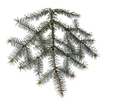 Image of a spruce branch on a white background. Foto stock