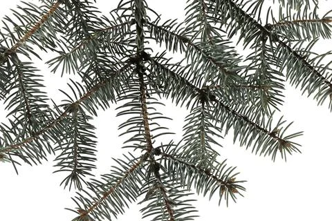 Image of a spruce branch on a white background. Stock Photos