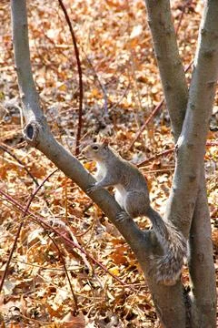 Image of a squirrel climbing on a branch Foto stock