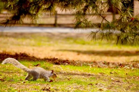 Image of a squirrel climbing on a branch Stock Photos
