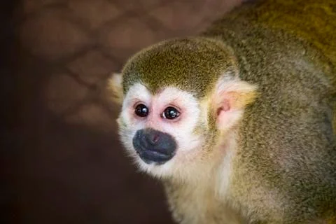 Image of a squirrel monkey in the cage. Wild Animals. Stock Photos