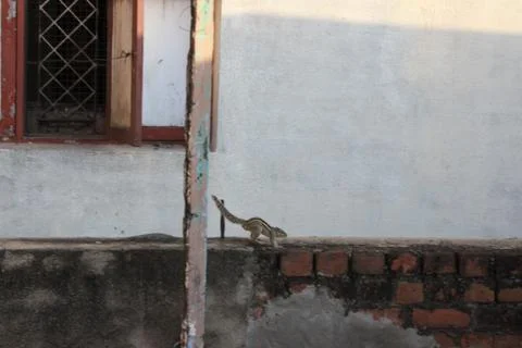 Image of Squirrel Running Along a Brick Ledge Stock Photos