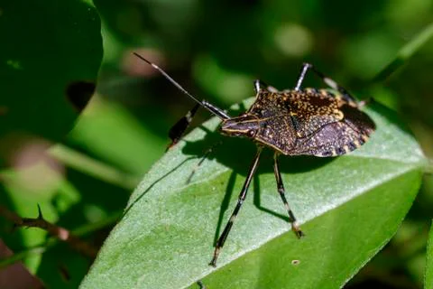 Image of stink bug (Eocanthecona  furcellata) on green leaves. Insect Animal Stock Photos