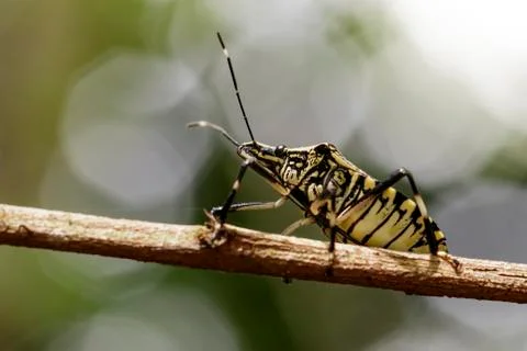 Image of stink bug (Eocanthecona furcellata) on a tree branch. Insect Animal Foto stock