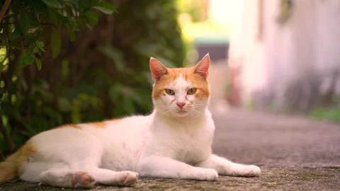 Image of a straight cat sitting on the backyard. Stock Footage 114698065