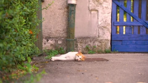 Image of a straight cat sitting on the backyard. Video stock 114698561