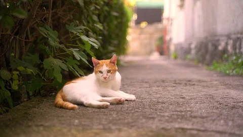 Image of a straight cat sitting on the backyard. Video stock 114698658