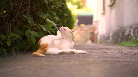 Image of a straight cat sitting on the backyard. Stock Footage 114698739