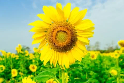 Image of sunflower in the field Stock Photos