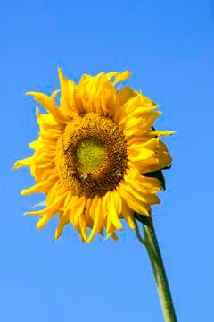 Image of sunflower on sky background. Stock Photos