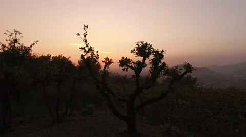 Image of the sunset through the tree Stock Footage 68766753