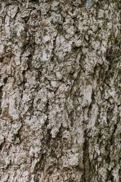Image of the surface of the bark, close-up, to see details Stock Photos