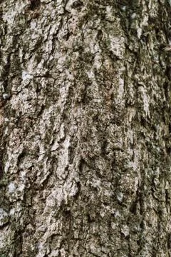 Image of the surface of the bark, close-up, to see details Foto stock