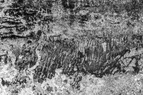 Image of surface with scratches on grey background Stock Photos