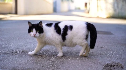 Image of a suspicious stray cat walking at sidewalk, Croatia. Stock-Footage 107576411