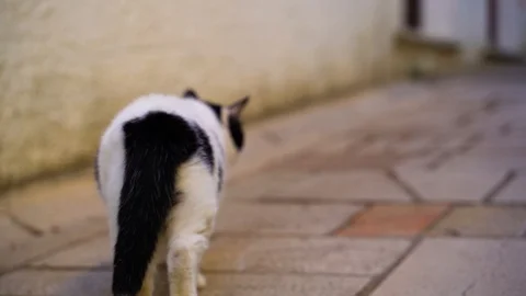 Image of a suspicious stray cat walking at sidewalk, Croatia. Video stock 107576515