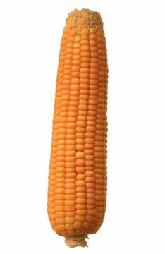 An image of a sweet corn cob on a white background 写真素材