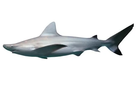 Image of a swimming white shark, predator of the sea. Stock Photos