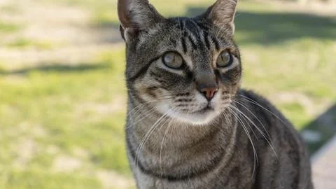 Image of a tabby cat looking at infinity Stock Photos