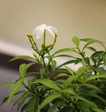 An image of Tabernaemontana divaricata, commonly called pinwheelflower 写真素材