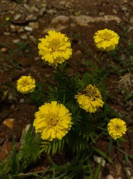 An image of Tagetes Erecta grows on soil. Stock Photos