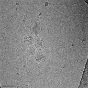 Image, taken with a cryogenic electron microscope Stock Photos