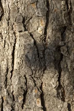 Image texture texture of pine needles with lights and shadows Stock Photos