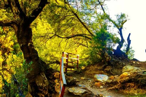 On the image there is a big tree in the forest through the crown of which the Foto stock