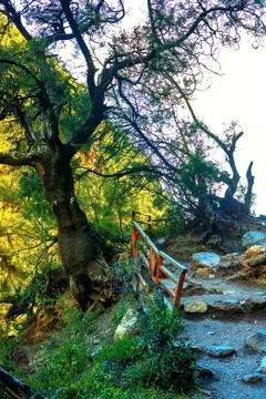 On the image there is a big tree in the forest through the crown of which the Stock Photos