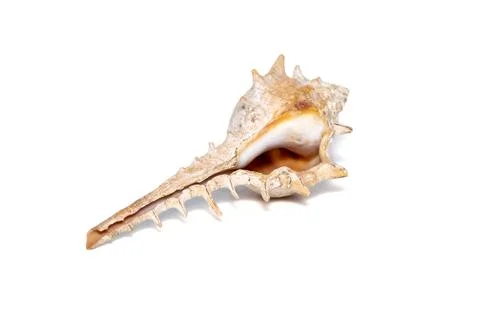 Image of thorn conch shell (murex trapa) on a white background. Undersea Anim Stock Photos