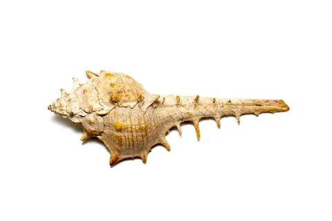 Image of thorn conch shell on a white background. Undersea Animals. Sea shell Stock Photos