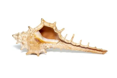 Image of thorn conch shell on a white background. Undersea Animals. Sea shell Stock Photos
