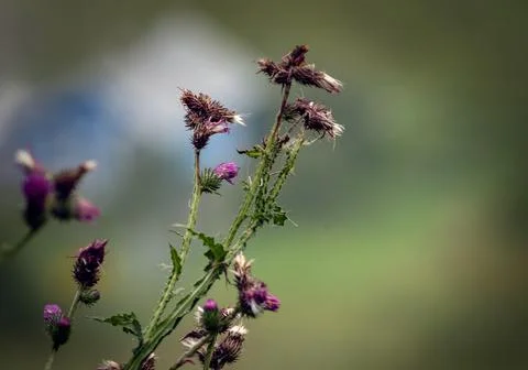 The image of a thorny weed plant commonly called a thistle Stock Photos