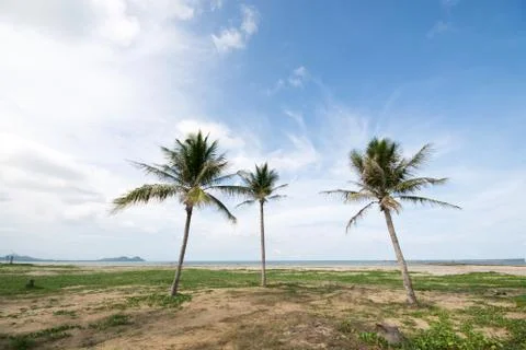 An image of three nice palm trees in the blue sky with some clouds Stock Photos
