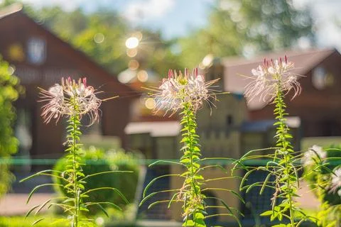 Image of three spiky-stemmed plants with blooming pink flowers, set against.. Stock Photos