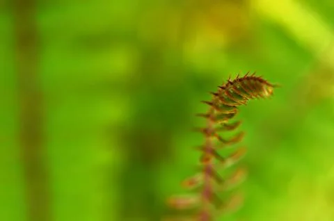 Image of throny flower in the wild with some parts in focus. There is space a Stock Photos