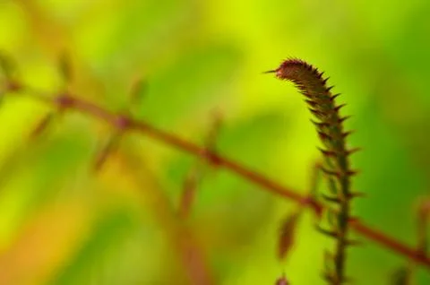 Image of throny flower in the wild with some parts in focus. There is space a Stock Photos