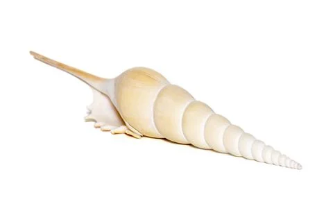 Image of Tibia Fusus sea shells (Spindle tibia or Shinbone tibia gastropod) o Stock Photos