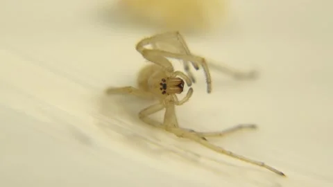 Image Of A Tiny Spider That Has Rolled Over On His Side That Is Not Moving Stock Footage 130481715